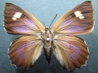 Ogyris otanes - Adult